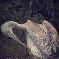 Pelican - Zoo - Katowice - Pologne