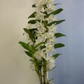LE BOUQUET DU VENDREDI...