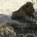 Lions 5 - Afrique de l'Est