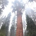 Jour 14 : Sequoia National Park 