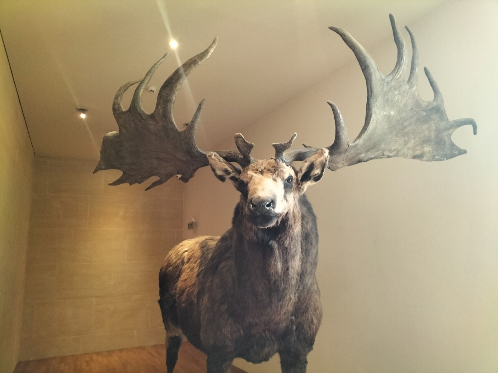 Les Eyzies, musée de la Préhistoire, mégascérosse (24)