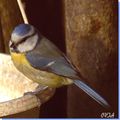 La mésange bleue , Parus caeruleus