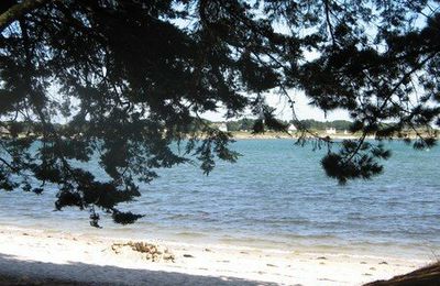 Farfalline aux fruits de la pêche à pied et huîtres sauvages