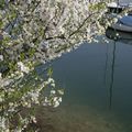 lac emeraude, voile et cerisier blanc