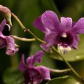 Dendrobium species