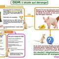 OGM: l'étude qui dérange