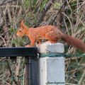 des surprises dans le jardin ,