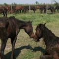 Letea horses adopted by Vier Pfoten