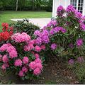 Rhododendrons(suite)