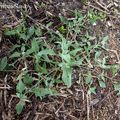 ARROCHE un légume "oublié", délicieux et facile !