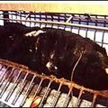 Les ours asiatiques torturés pour leur bile