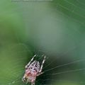 Araignée du soir * Evening spider