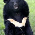 L'ours noir asiatique