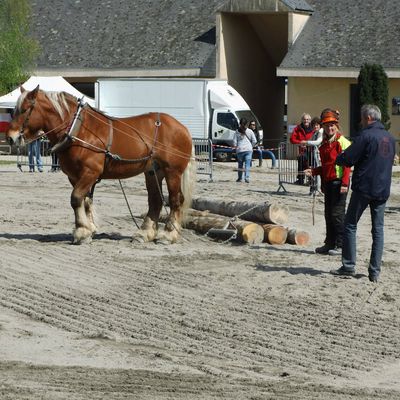 Salon du cheval de Trait à Aurillac