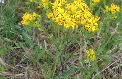 Le Sénéçon jacobée (Senecio jacobaea)