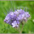 instants nature,tendre promenade sur l eau:)