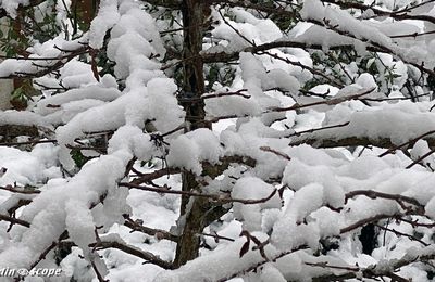 La neige a du bon pour les plantes