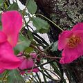 Quelques fleurs bravent décembre dans mon jardin !