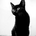 * Un chat noir....souvenir !