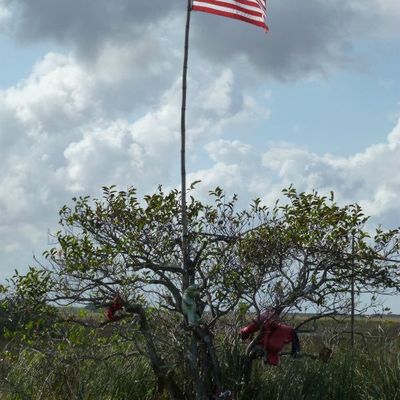 LES EVERGLADES en FLORIDE