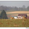 le lièvre court la campagne...