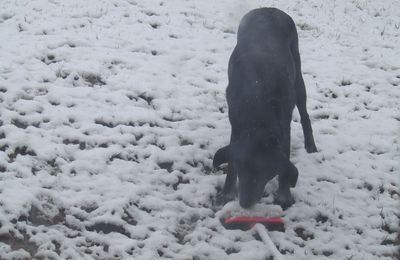 Tara et la neige dimanche matin