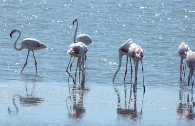 La Camargue