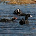 Poules d'eau