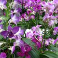 orchidées ...