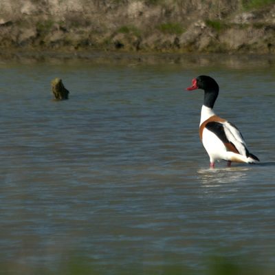 Tadorne de Belon (Tadorna tadorna)