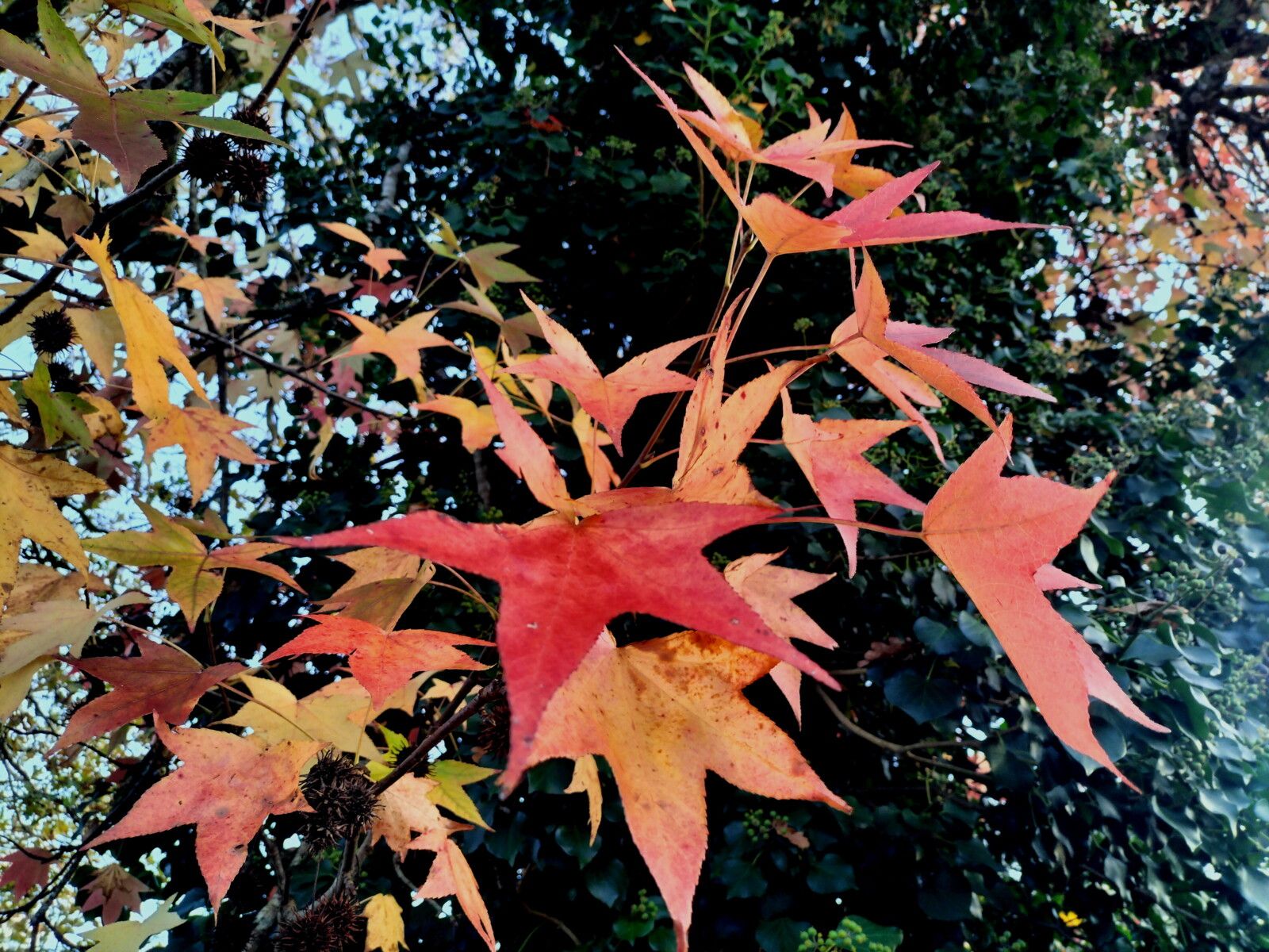 Tercis-les-Bains, feuilles d'automne (40)