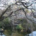 Une petite ballade au jardin japonais