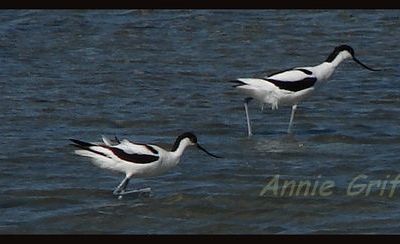 Avocettesoiseau