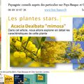 Acacia dealbata mimosa par paysagiste Pays Basque et Paysagiste landes.