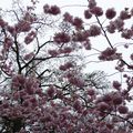 Pompons roses