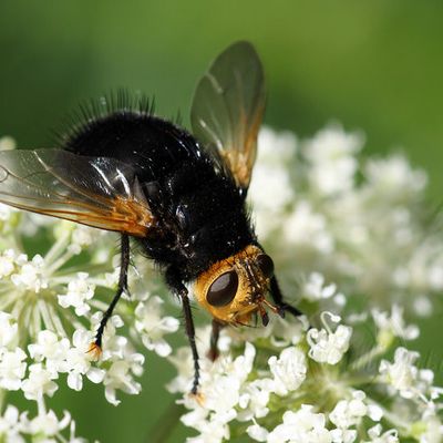 Tachina grossa