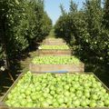 1ere semaine de fruit picking: N’allez jamais ramasser les pommes !!!