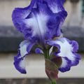 iris