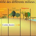 France/Guyane - Ecologie: les salines de Montjoly