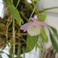 DENDROBIUM PIERARDI