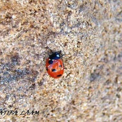 Coccinelle demoiselle où ira-tu donc?
