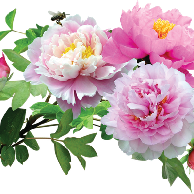 Carte Anniversaire pour Sissi94
