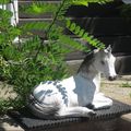 Petit cheval et l'acacia....