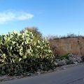Les beaux cactus d'autrefois ... à Hammamet
