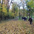 Le bois de Vincennes aux couleurs d'auromne