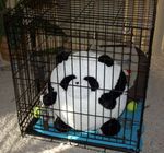 Tching Tchang Tchong