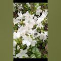 Azalea , azalée