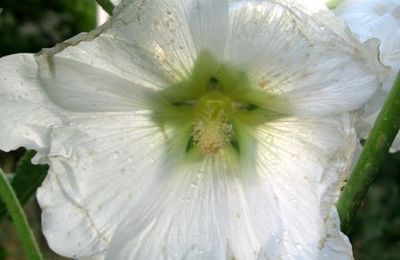 La pluie sied au jardin