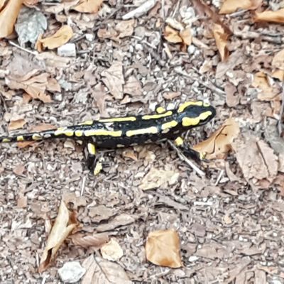 Chemin de St Guilhem le Désert - Epilogue