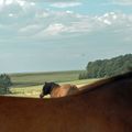 Rencontre avec des chevaux